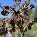 Lieska obyčajná (Corylus avellana) ´RED MAJESTIC´ - výška 140-150 cm, kont. C7,5L 